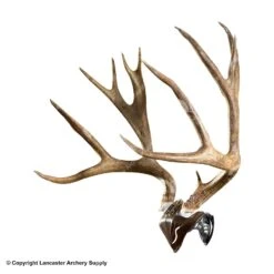 Skull Hooker Skull Cap And Bone Bracket